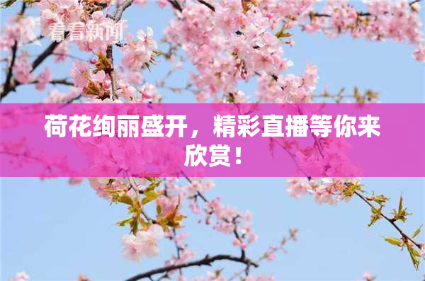 荷花绚丽盛开，精彩直播等你来欣赏！