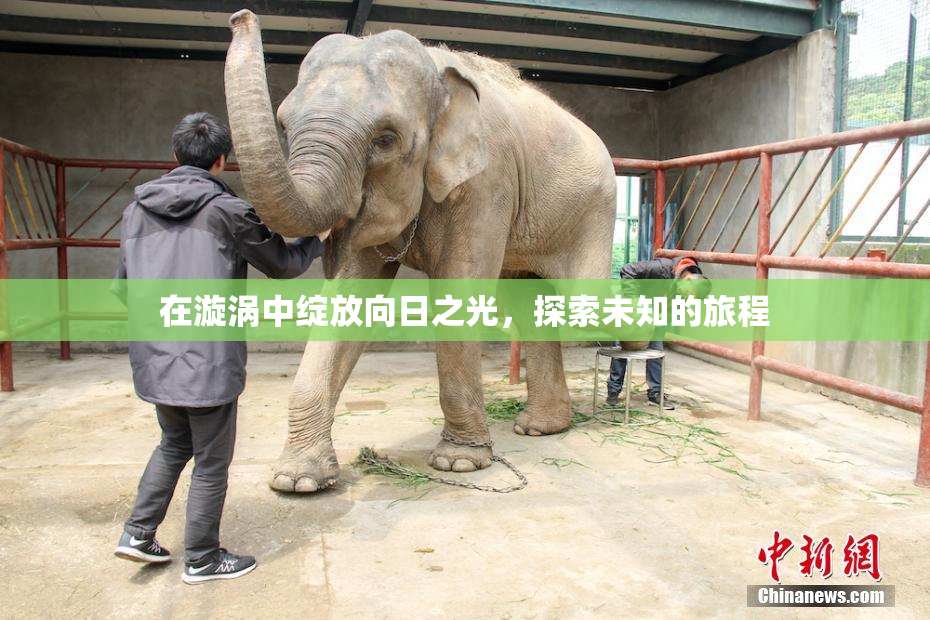 在漩涡中绽放向日之光，探索未知的旅程