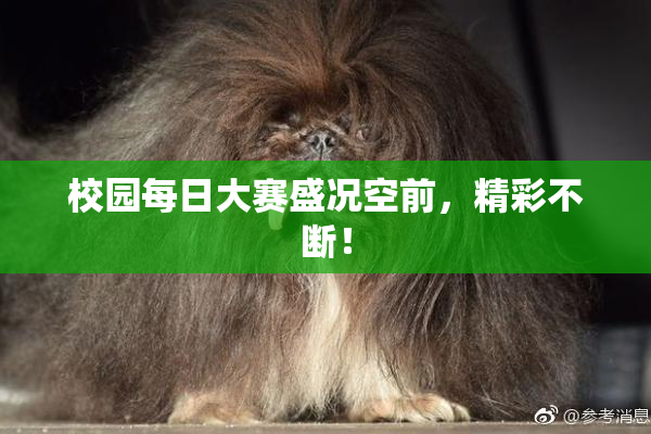 校园每日大赛盛况空前，精彩不断！