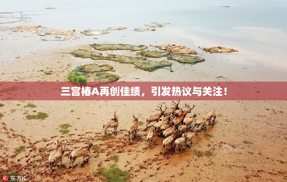 三宫椿A再创佳绩，引发热议与关注！