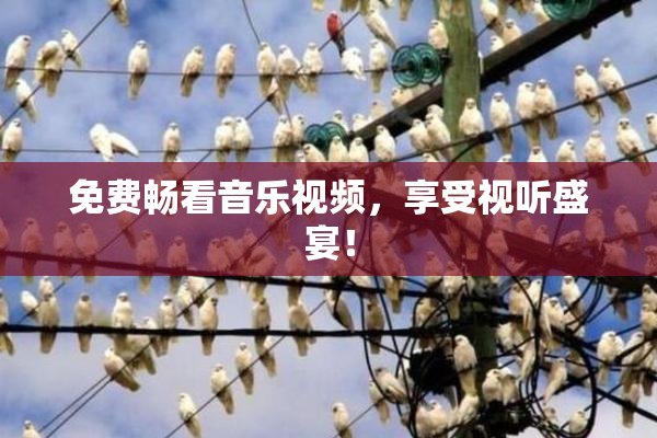 免费畅看音乐视频，享受视听盛宴！