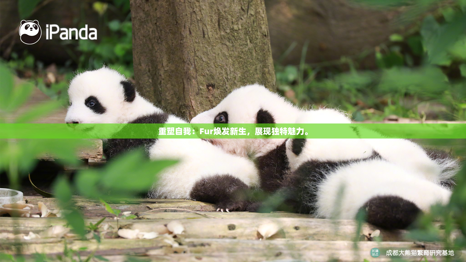 重塑自我：Fur焕发新生，展现独特魅力。