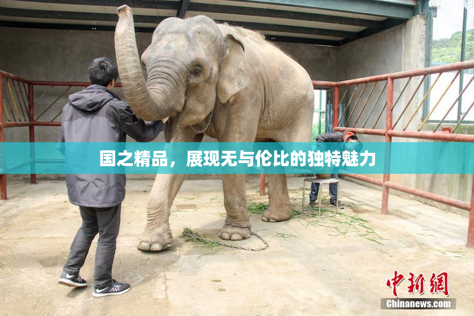 国之精品，展现无与伦比的独特魅力