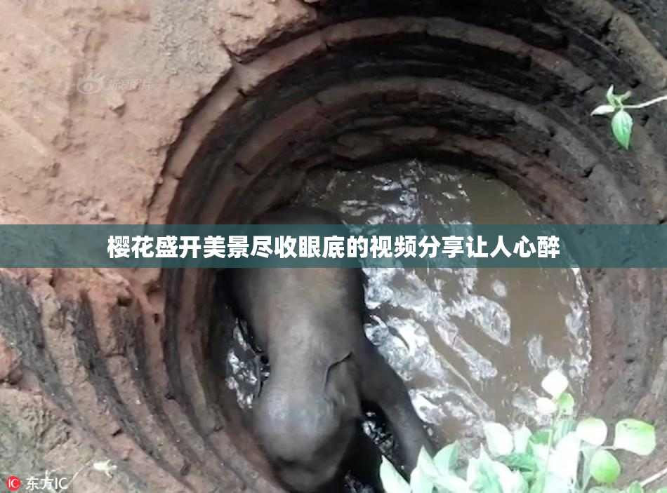 樱花盛开美景尽收眼底的视频分享让人心醉