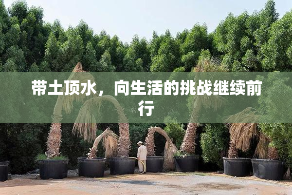 带土顶水，向生活的挑战继续前行
