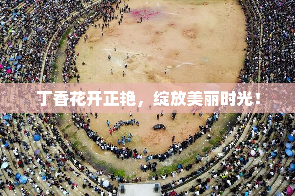 丁香花开正艳，绽放美丽时光！