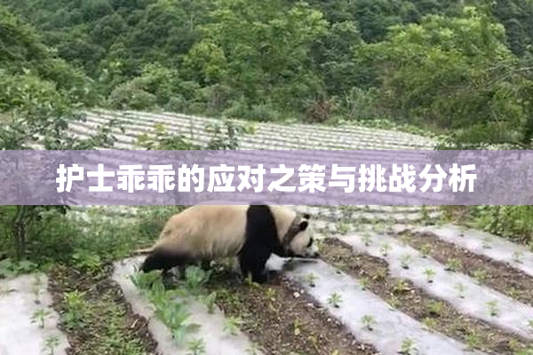 护士乖乖的应对之策与挑战分析