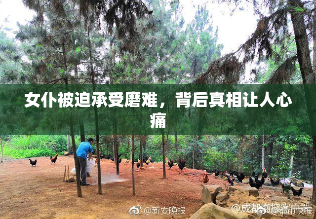 女仆被迫承受磨难，背后真相让人心痛