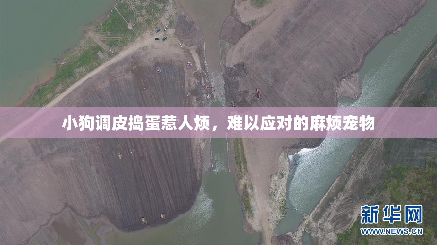 小狗调皮捣蛋惹人烦，难以应对的麻烦宠物