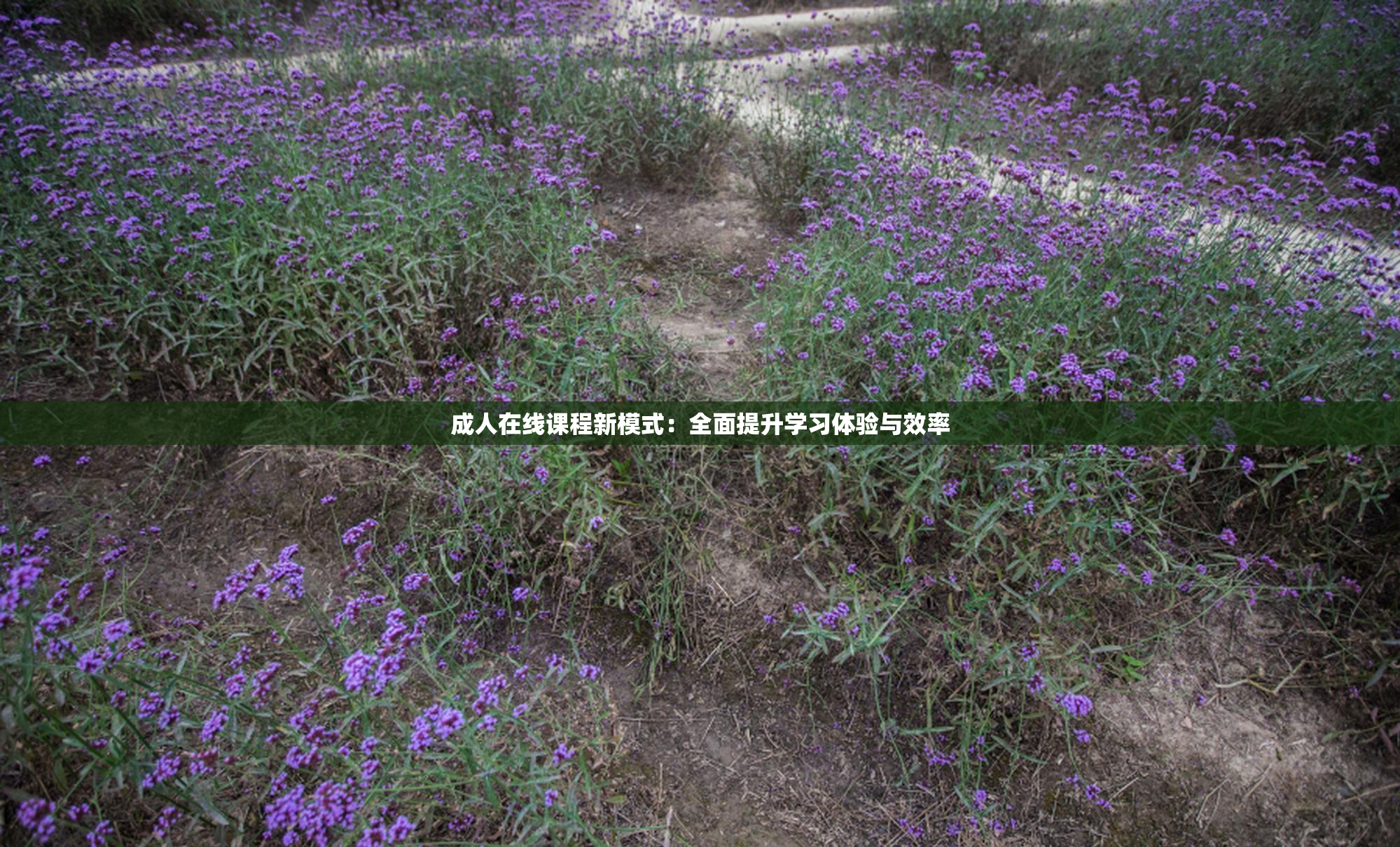 成人在线课程新模式：全面提升学习体验与效率