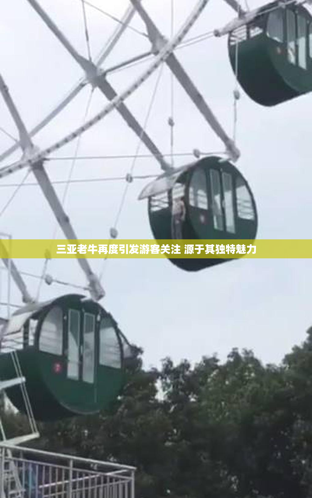 三亚老牛再度引发游客关注 源于其独特魅力