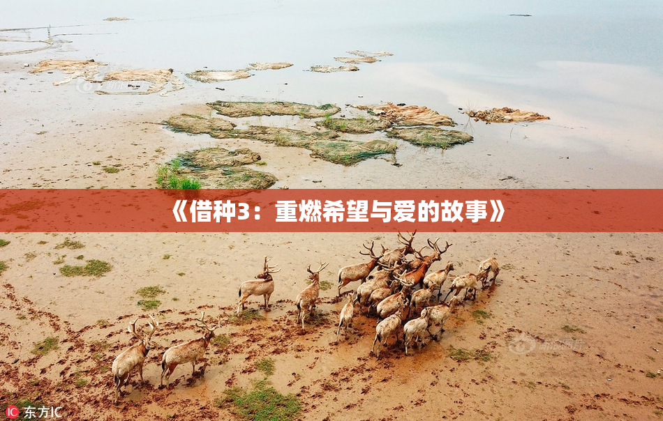 《借种3：重燃希望与爱的故事》