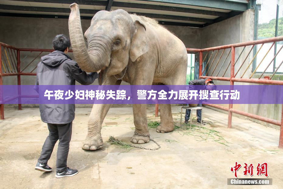 午夜少妇神秘失踪，警方全力展开搜查行动