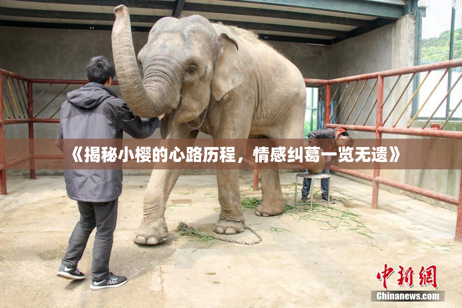 《揭秘小樱的心路历程，情感纠葛一览无遗》