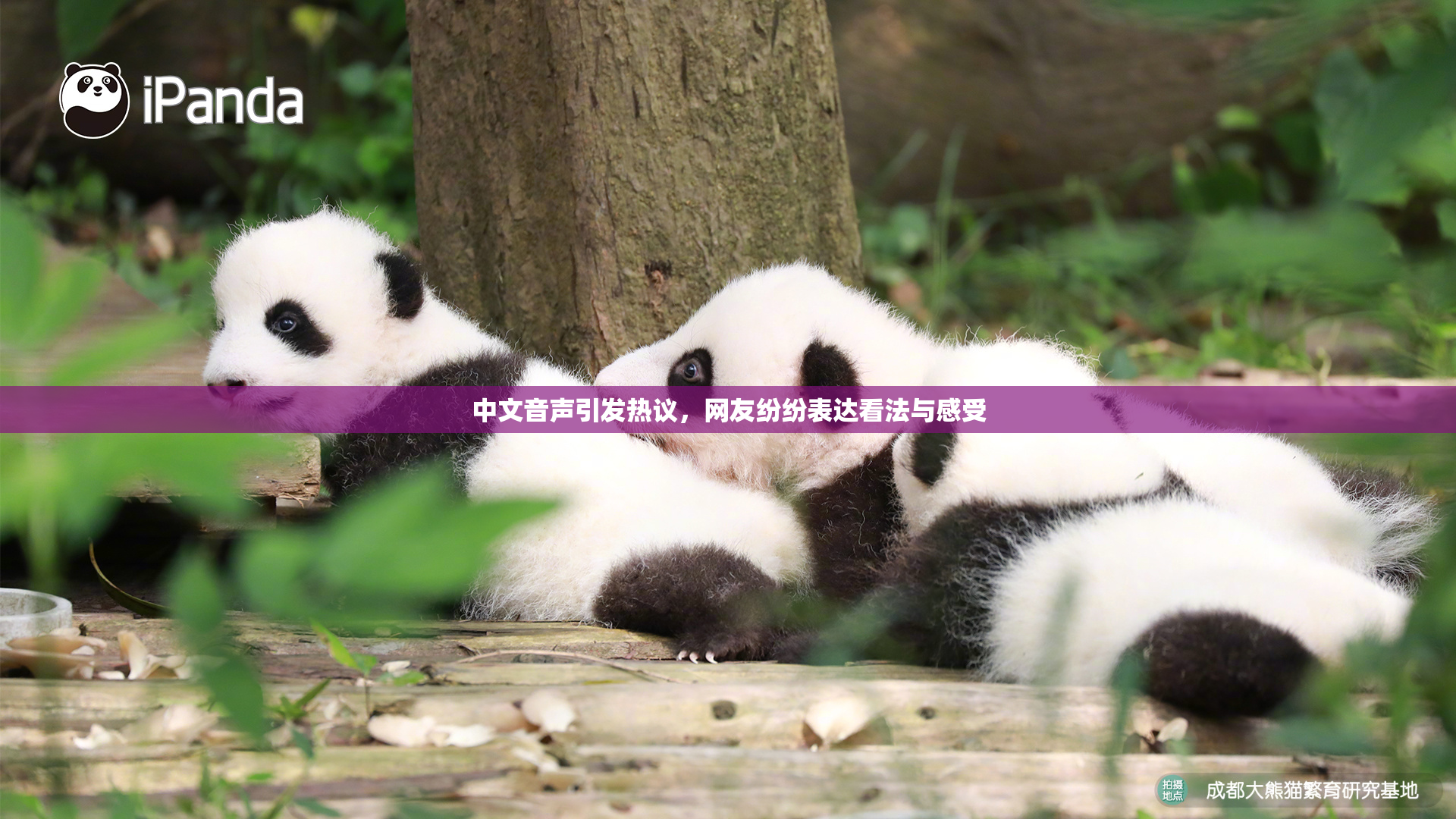 中文音声引发热议，网友纷纷表达看法与感受