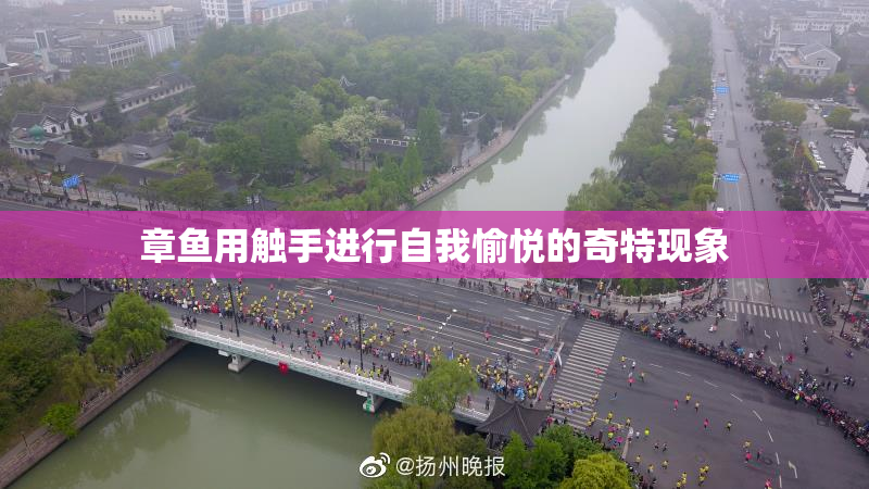 章鱼用触手进行自我愉悦的奇特现象