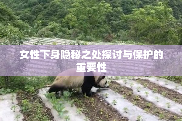 女性下身隐秘之处探讨与保护的重要性