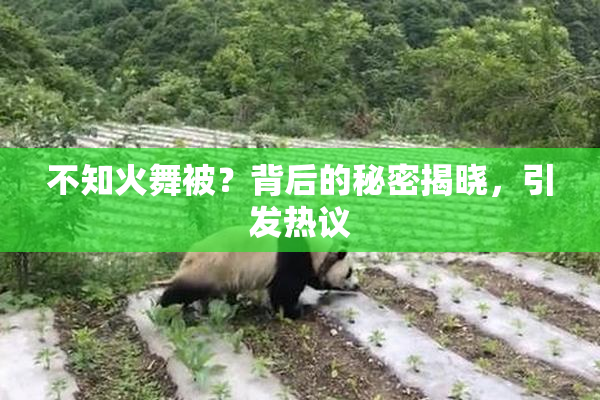 不知火舞被？背后的秘密揭晓，引发热议