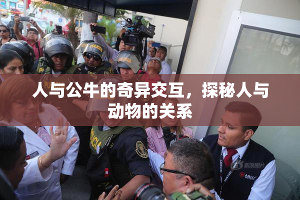 人与公牛的奇异交互，探秘人与动物的关系