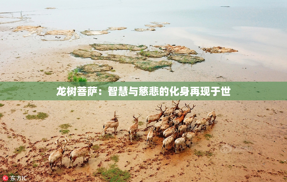 龙树菩萨：智慧与慈悲的化身再现于世