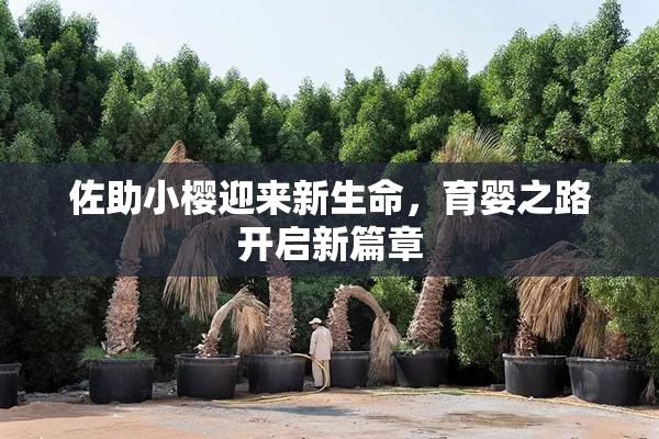 佐助小樱迎来新生命，育婴之路开启新篇章
