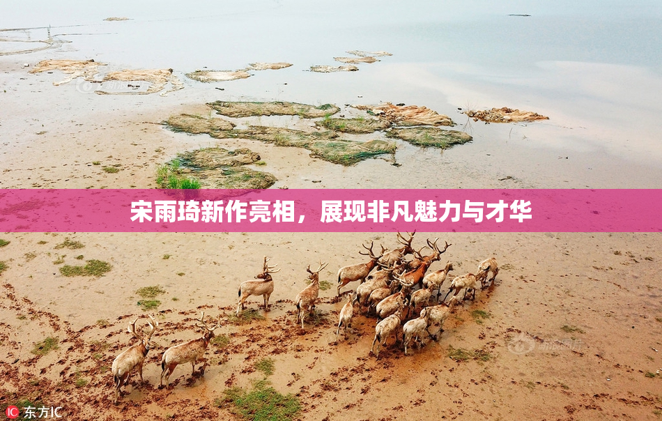 宋雨琦新作亮相，展现非凡魅力与才华