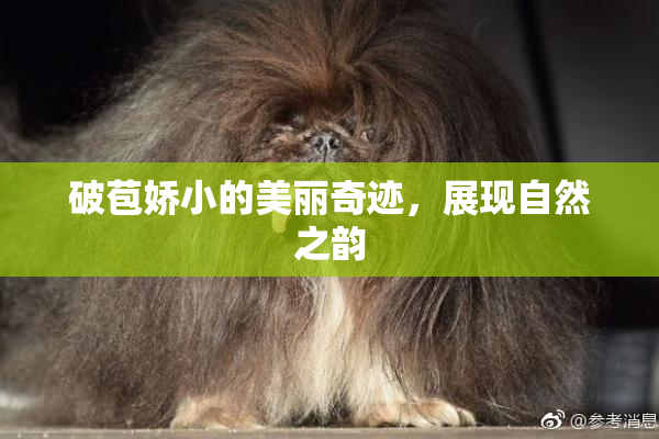 破苞娇小的美丽奇迹，展现自然之韵