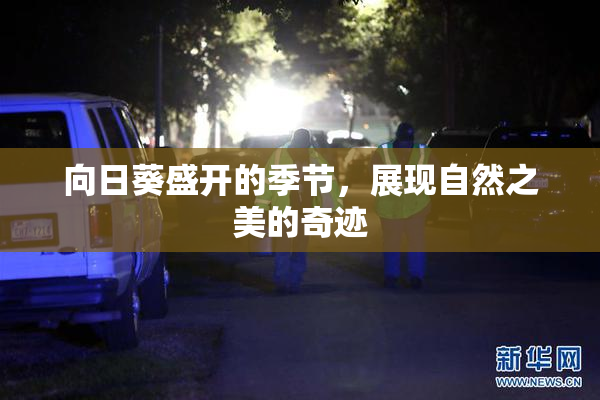 向日葵盛开的季节，展现自然之美的奇迹