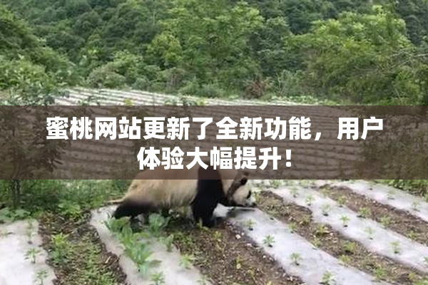蜜桃网站更新了全新功能，用户体验大幅提升！