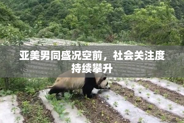 亚美男同盛况空前，社会关注度持续攀升