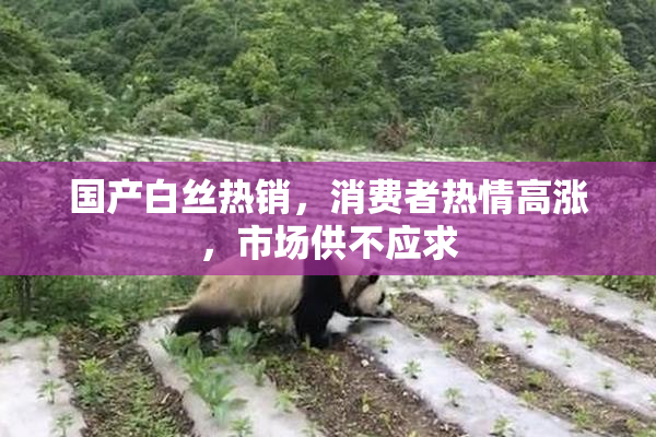 国产白丝热销，消费者热情高涨，市场供不应求