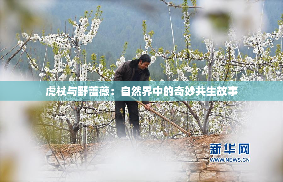 虎杖与野蔷薇：自然界中的奇妙共生故事