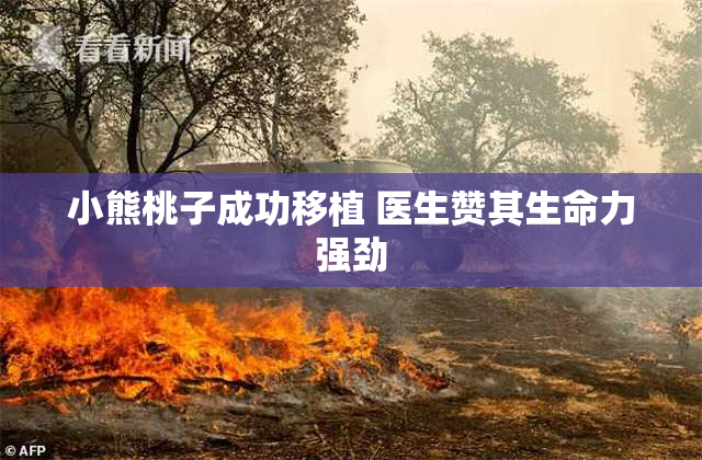 小熊桃子成功移植 医生赞其生命力强劲