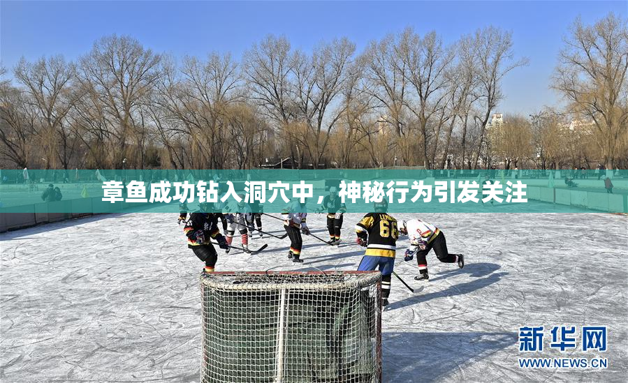 章鱼成功钻入洞穴中，神秘行为引发关注