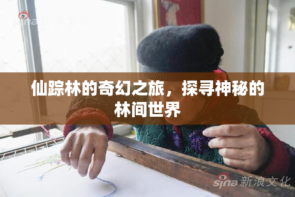 仙踪林的奇幻之旅，探寻神秘的林间世界