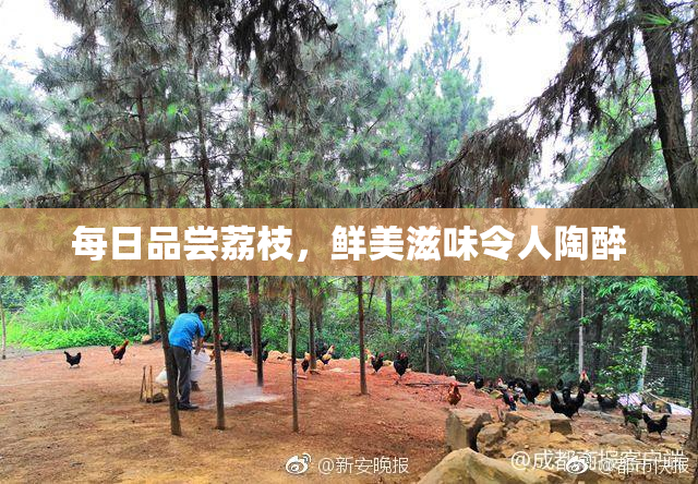 每日品尝荔枝，鲜美滋味令人陶醉