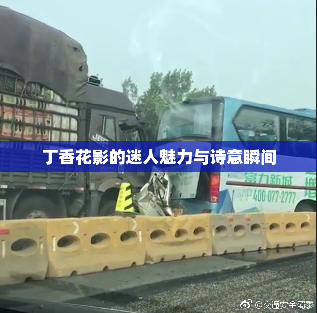丁香花影的迷人魅力与诗意瞬间
