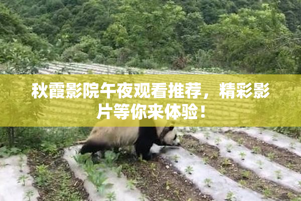 秋霞影院午夜观看推荐，精彩影片等你来体验！