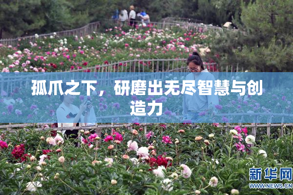 孤爪之下，研磨出无尽智慧与创造力