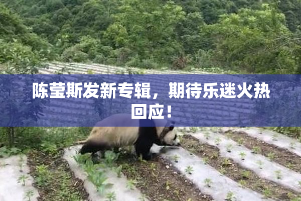陈莹斯发新专辑，期待乐迷火热回应！