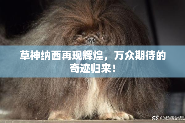 草神纳西再现辉煌，万众期待的奇迹归来！