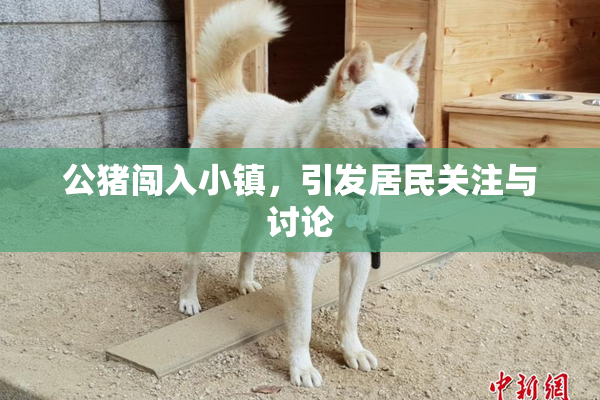 公猪闯入小镇，引发居民关注与讨论