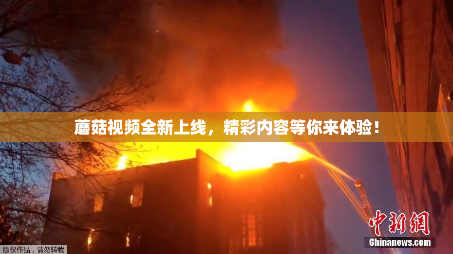 蘑菇视频全新上线，精彩内容等你来体验！