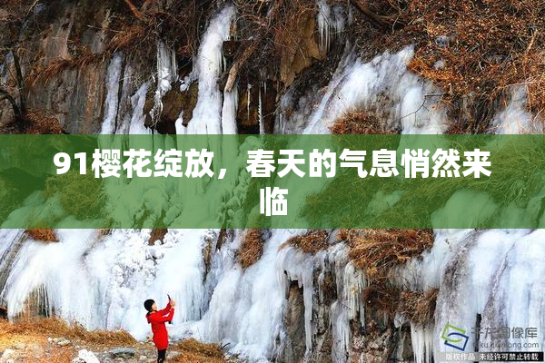 91樱花绽放，春天的气息悄然来临