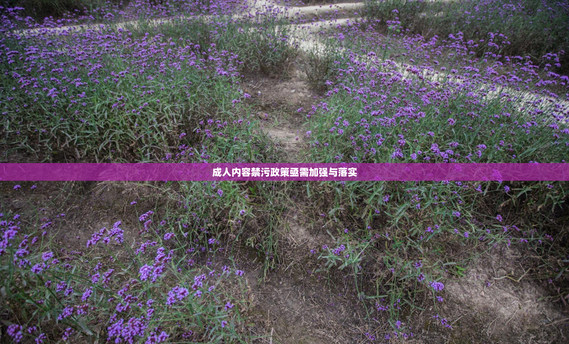 成人内容禁污政策亟需加强与落实