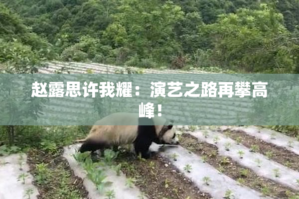 赵露思许我耀：演艺之路再攀高峰！