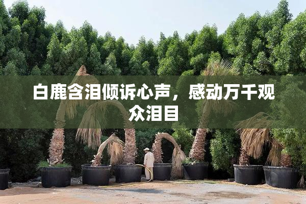 白鹿含泪倾诉心声，感动万千观众泪目