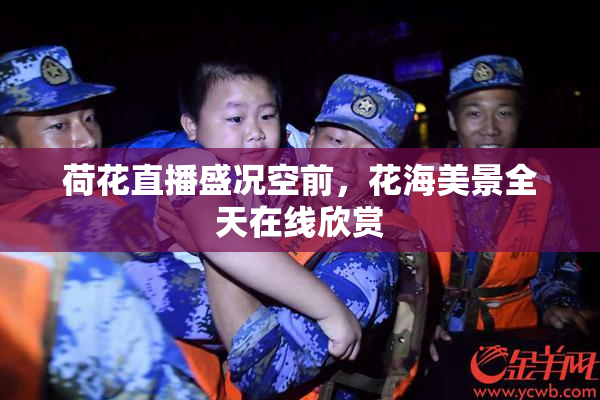 荷花直播盛况空前，花海美景全天在线欣赏