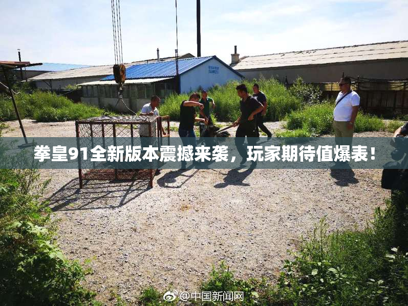 拳皇91全新版本震撼来袭，玩家期待值爆表！