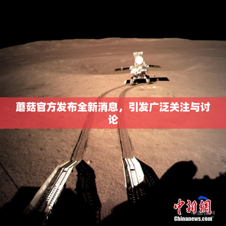 蘑菇官方发布全新消息，引发广泛关注与讨论
